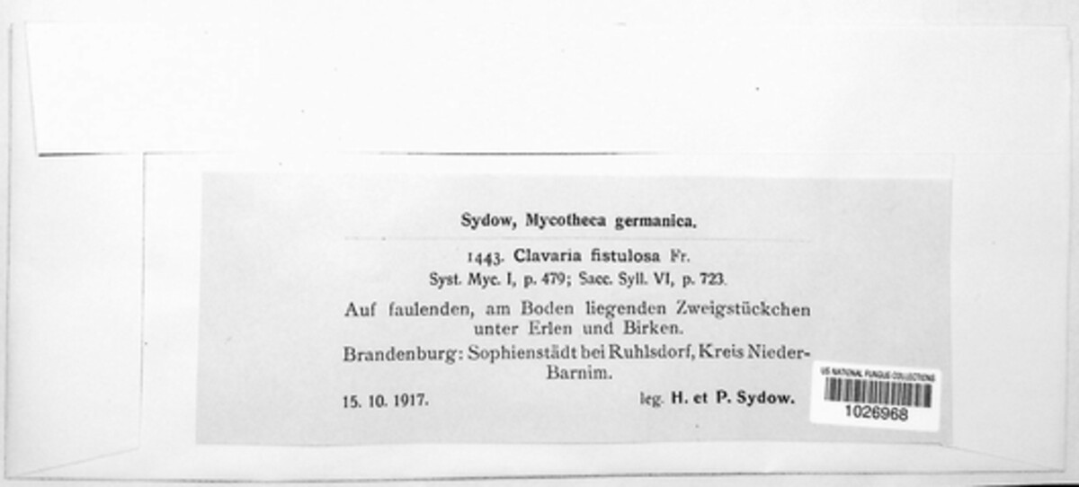 Typhula fistulosa image